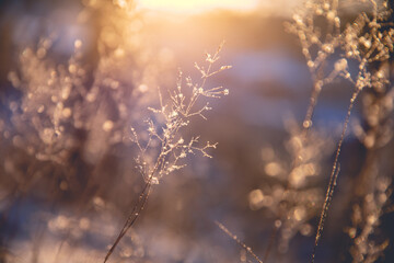 复眼的昆虫有哪些
