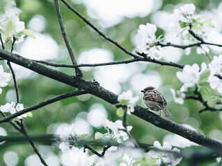 中考体育考考哪些项目